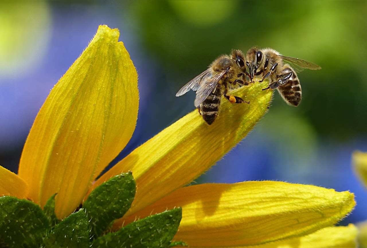 Killer Bees – Africanized Bee Awareness